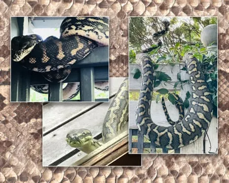 Welcoming my Reptiles in the Overhead Space: An Evolution from Anxiety to Fascination